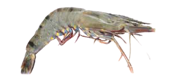 Black Tiger Shrimp (Penaeus monodon)